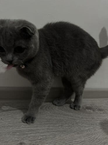 şotland pişik: Şotland yastı qulaq — 2