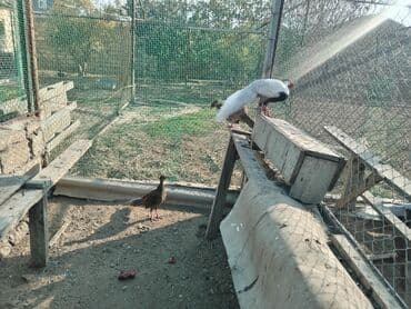 pitbul dişi: Gümüş və Kral fazanlar – dekorativ quşlar. - Növ: Gümüş fazan - — 2