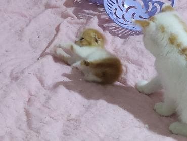 en yaxsi bugda sortu: Dişi, Yaxşı əllərə — 2