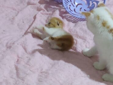 pişik şekileri: Şotland yastı qulaq, Yaxşı əllərə — 5