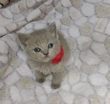 oglan it adlari: Britan, Dişi, Ünvandan götürmə, Pulsuz çatdırılma — 3