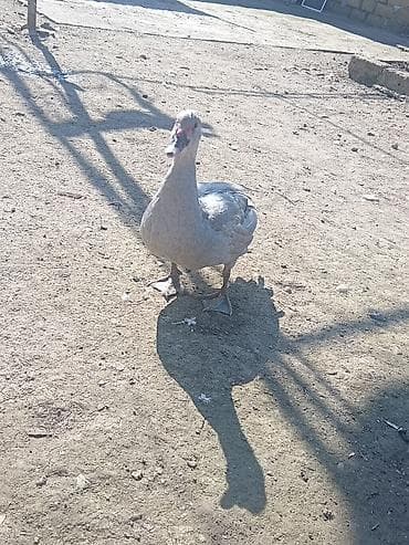 ördek qaz: Erkək, | Lal ördək, Damazlıq, Ünvandan götürmə — 2