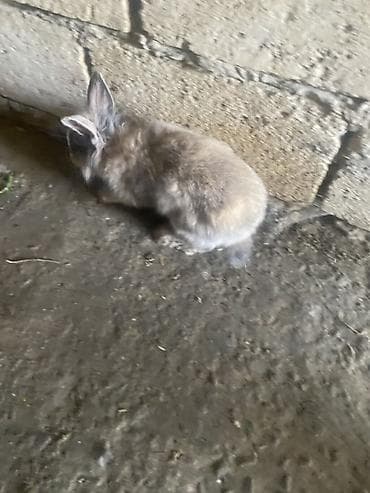 balaca itlerin satisi: Salam 2əddədi. diwi erkek bilmirem. gəl bax al — 2