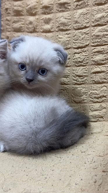 maykonq pişik: Britan — 5