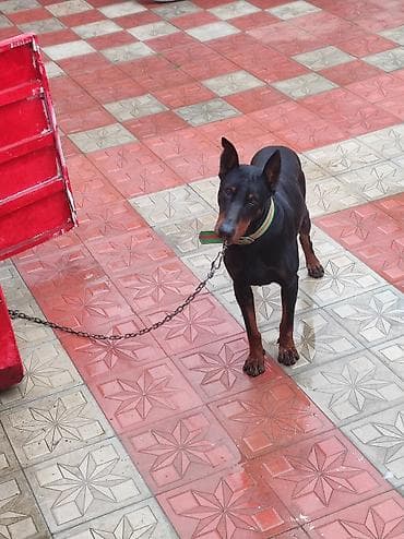 Другие животные: Salam 10 aylık erkeydi temiz cinsidi mehriban itdi yesine bezi — 2