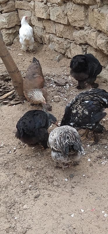 quban toyuqlari: Toyuq, Brama, Ətlik — 5