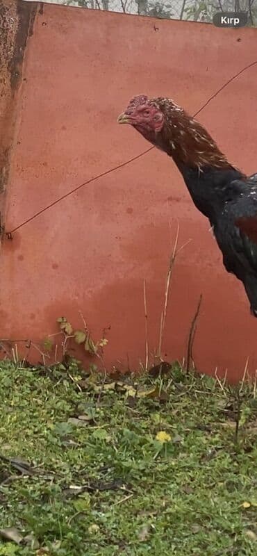 etibarlı əllərə verilir it: Xoruz, il: 2, Ünvandan götürmə, Ödənişli çatdırılma, Rayonlara çatdırılma — 3