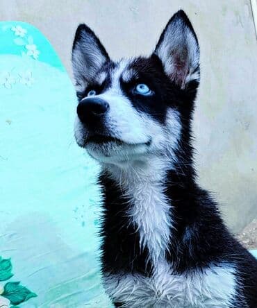 купить хаски щенка: Хаски, 3 месяца, Самец — 3