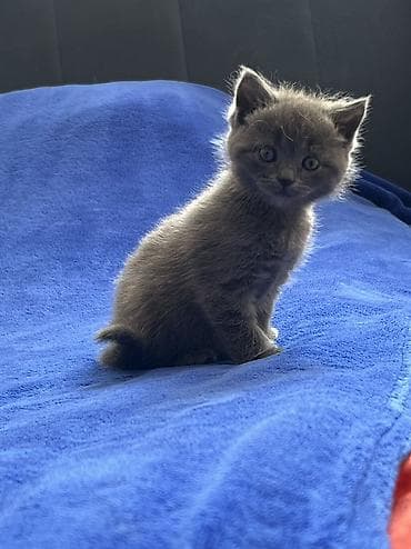 Britan, Erkək, Dişi, Yaxşı əllərə, Ünvandan götürmə