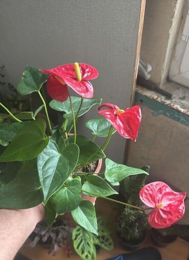 Уличные растения: Məhsul: Anturium (Anthurium andreanum) – qırmızı çiçəkli otaq bitkisi — 2