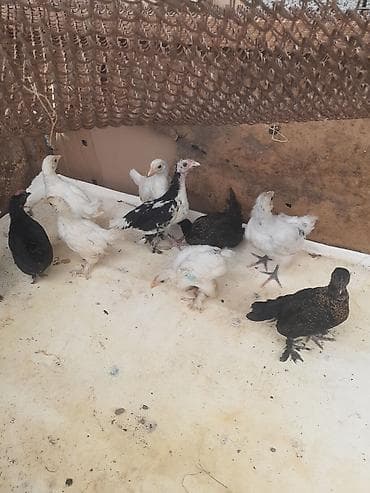 yaponka cucesi: Ağ-qara-bəzəkli hamısıda ayaqları lələkli 2 balaca sort yaponkalar — 6