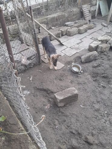 komeye telesen itler: Alman çoban iti, 5 ay — 5