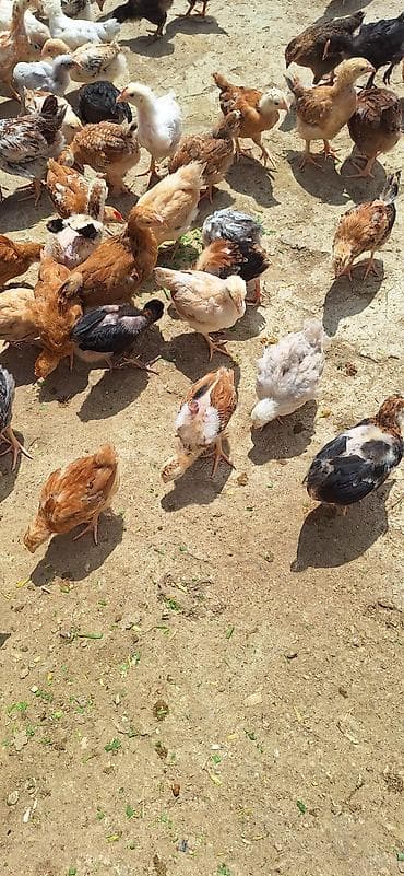 ataks cuceleri: Toyuq cücələri, Damazlıq — 8