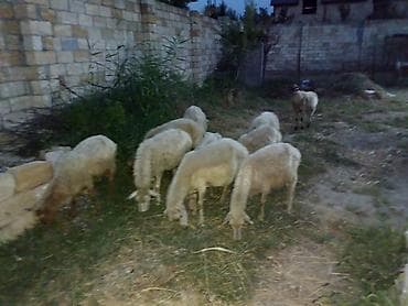 Qoyunlar, qoçlar: 10 baş orta yaş qoyunlar satılır — 2