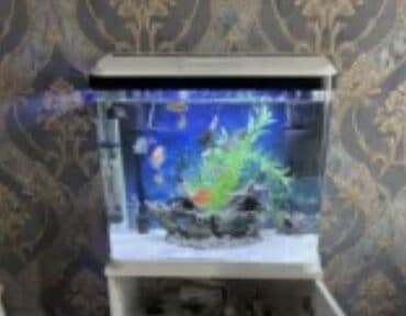 Çəngəllər: Cox islenmeyib teze akvarumdu 051888 88 73 — 1