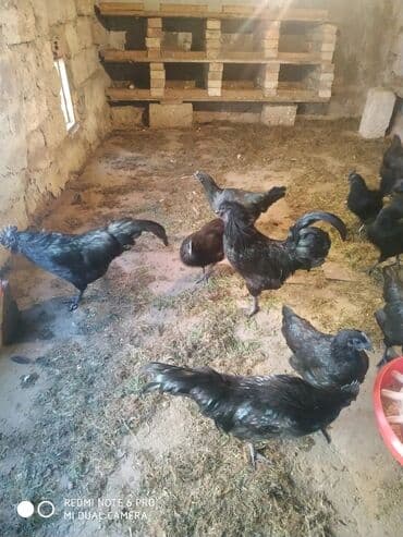 Индюшки: Ayam Cemani. Özü qara əti qara . Bir cüt, xoruz və toyq 200 azn — 3