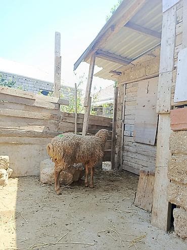 qurban qoyunu: Erkək, il: 1, 30 kq, Ətlik, Ünvandan götürmə, Ödənişli çatdırılma — 3