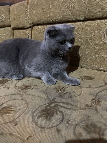 maykonq pişiyi: Şotland yastı qulaq — 1