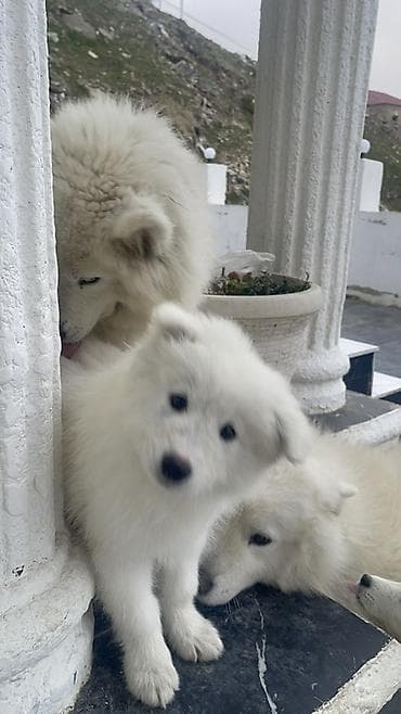 pulsuz heyvanlar: Samoyed — 6