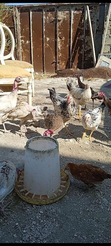 hind qysy: Üç aylıq yerli hinduşqalardır. sağlamdılar — 1