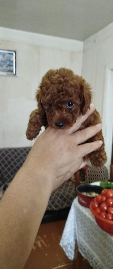 heyvan bazari: Pudel, 1 ay, Erkek, Peyvəndli, Pulsuz çatdırılma — 3