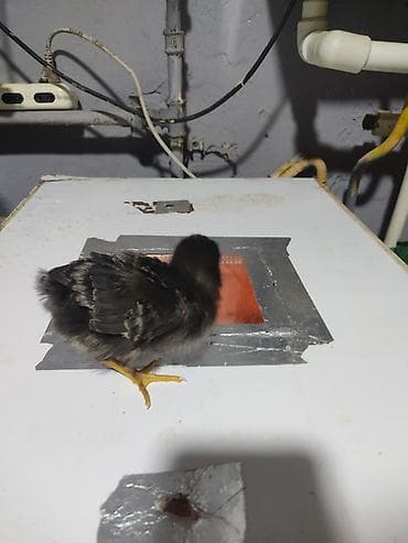 balaca ağ itlər: Australorp Xarkaov cucelerin
Sifarişi — 3