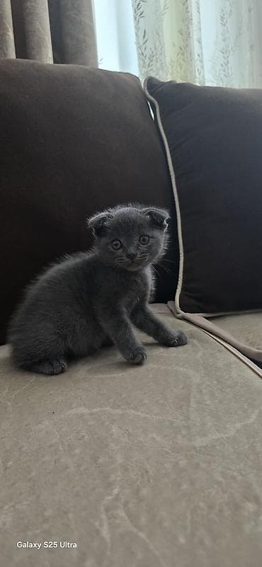 SAHIBLENDIRILIR ERKEK+ DİŞİ 14 -15 AYLIQDI . BSLASI 40 GÜNLÜK lalafo.az -da SAHIBLENDIRILIR ERKEK+ DİŞİ 14 -15 AYLIQDI . BSLASI 40 GÜNLÜK