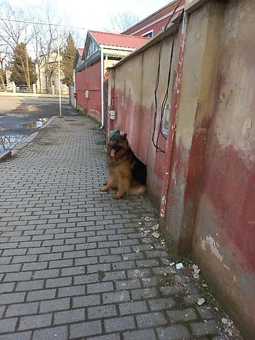 Alman çoban iti, 2 il, Erkek, Peyvəndli, Ünvandan götürmə