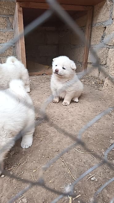 xaski it sekilleri: Akita-inu, Dişi, Peyvəndli, Pulsuz çatdırılma — 5