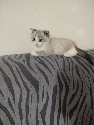 məhşur pişik adları: Erkək, Yaxşı əllərə — 6