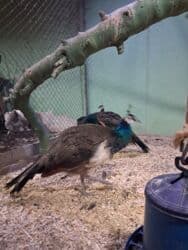 Gəmiricilər: Tovuz quzu 7 aylıq xoruz lar satılır tam saglam butun vaksinləri — 4