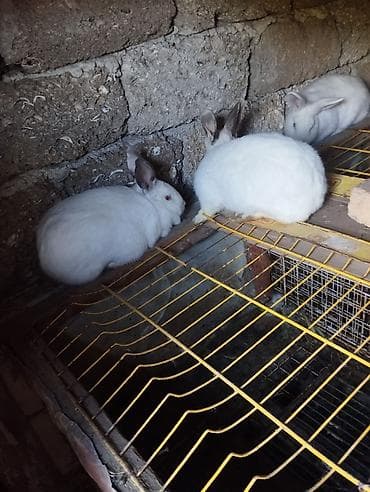 etlik cuceler: Ağ rəngli dovşanlar – yetişdirmə və ev heyvanı üçün - Rəng: tam ağ — 2