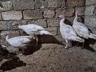 kanada sortu hinduşka: Erkək, Damazlıq — 1