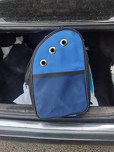 Pişiklər: Benqal, Erkək, Pulsuz çatdırılma — 2