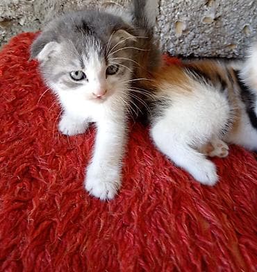 sirin pisik balalari: 2si dişidi, 2si erkeydi, qum terbiyesi var. Hər şey yeyirlər — 5