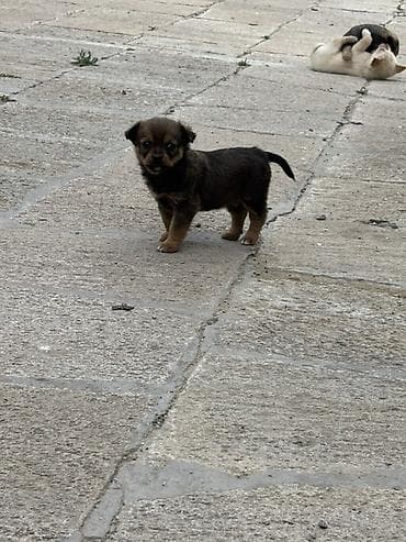 itlər ucun: Pekines, Erkek, Peyvəndli — 4