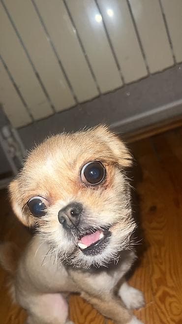 ev heyvan: 3 il, Dişi, Peyvəndli, Ünvandan götürmə — 1