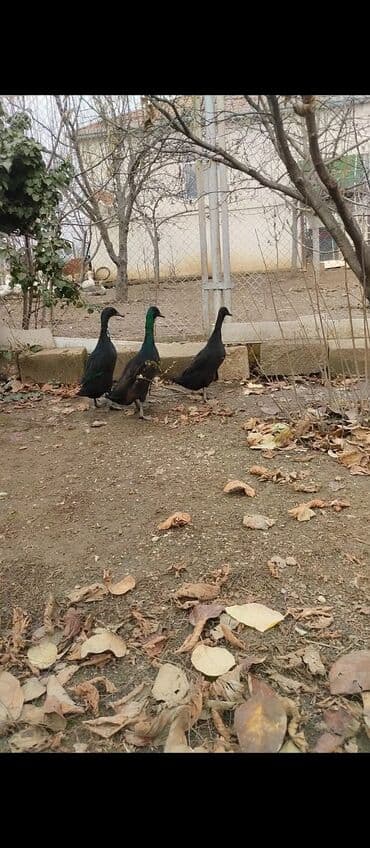 it satisi balaca: Erkək, Damazlıq, Ödənişli çatdırılma — 12