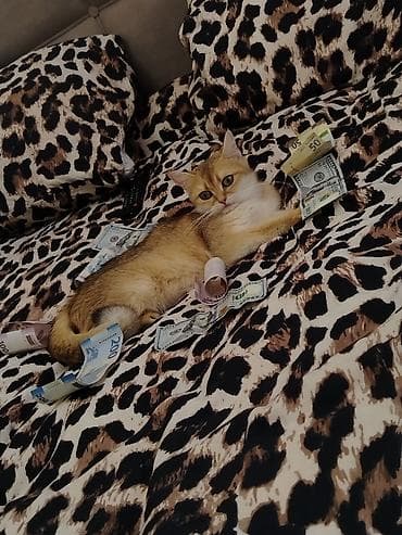 chinchilla: Britan — 3