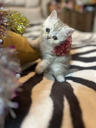 шотландские вислоухие коты: Шотладская вислоухая, Самка, В добрые руки, Самовывоз — 4