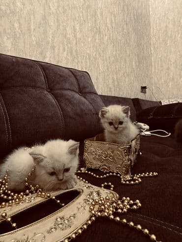 xamyak yuvası: Şinşilla, Erkək, Dişi — 8