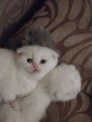 erkek pişik: Şotland, Erkək, Dişi, Pulsuz çatdırılma — 1