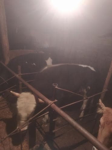 simental inek qiymeti: Inəklər, öküzlər — 7