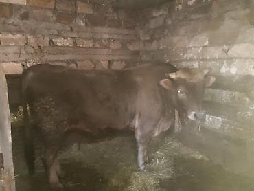 mal qoyun: Kök danadır — 1