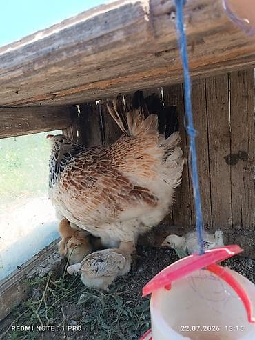 Toyuq cücələri, Damazlıq, Ünvandan götürmə