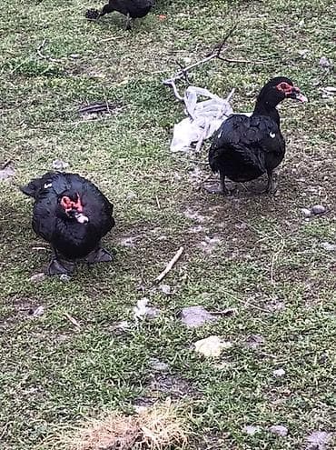 Cücələr: Satılır: Zumurud erkeyler 1 denesi 80 manat cavan. Damazdiq — 8