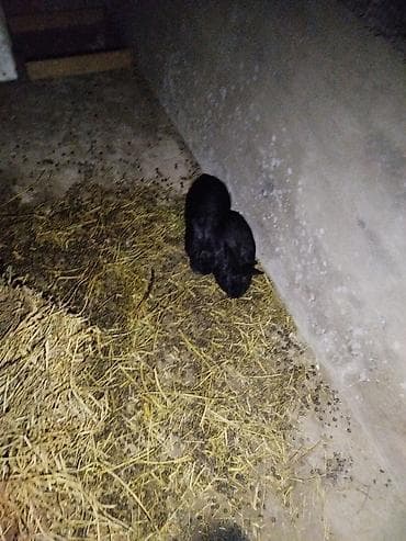 dovsan satisi: Ana dovşan var 2 dişi 1 erkey böyük dovsandirlar tam sağlamdırlar - — 3