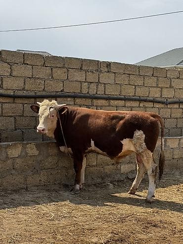 etlik iney: İki baş təmiz qan erkək simmental dana satılır. Böyüyünün 1 yaşı var — 5
