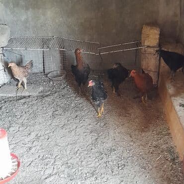 Toyuq, Damazlıq, Ünvandan götürmə lalafo.az -da Toyuq, Damazlıq, Ünvandan götürmə