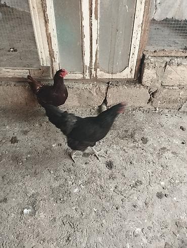 erkek quzu: Toyuq, Yumurtalıq — 3